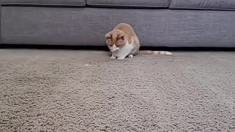 Cute and Funny Animals Videos 😹 🐶 Compilation 470_ #short