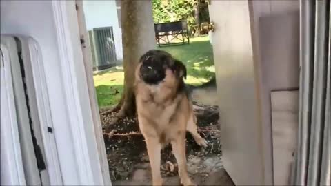 How To Make Dog Become Aggressive Instantly With Few Simple Tricks aggressive instantly this