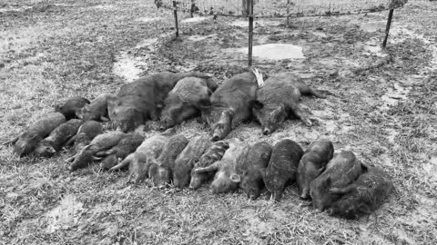 Take out the wild boar