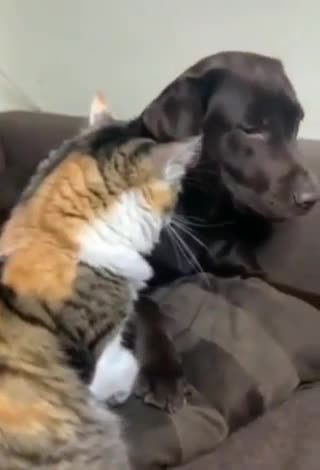 Lazy Cat and Dog too nice kkkk