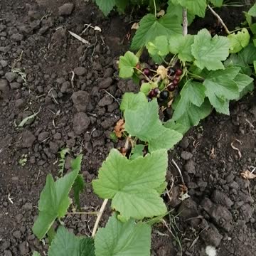 Beautiful black currant.