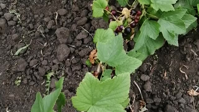 Beautiful black currant.