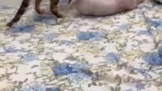 The cat frolics with each other, suddenly angry at each other