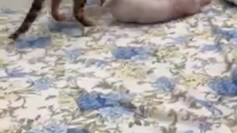 The cat frolics with each other, suddenly angry at each other
