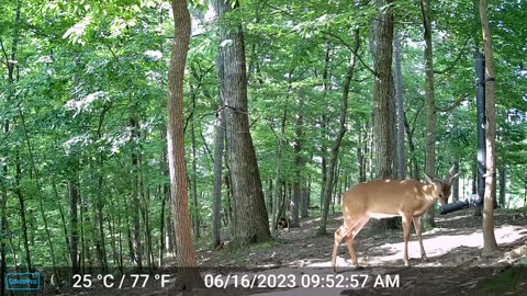 The Woods – 06/17/2023