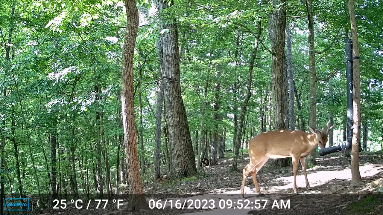 The Woods – 06/17/2023
