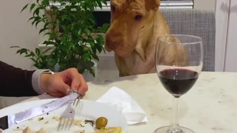 See reaction dog wants a bite