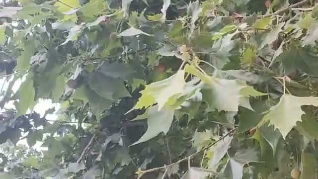 tall fruit tree
