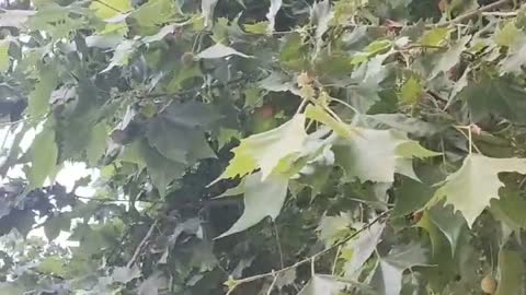 tall fruit tree