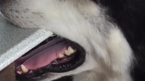 Husky Falls Asleep at Table