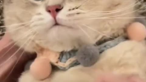 Funny cats and phone video