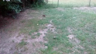 Yard bunny and chickens