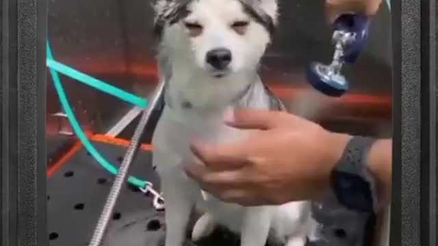 Dog wash video compilation!! dog pavorite every day!!#shorts#97#143#usa#dog#cute dog