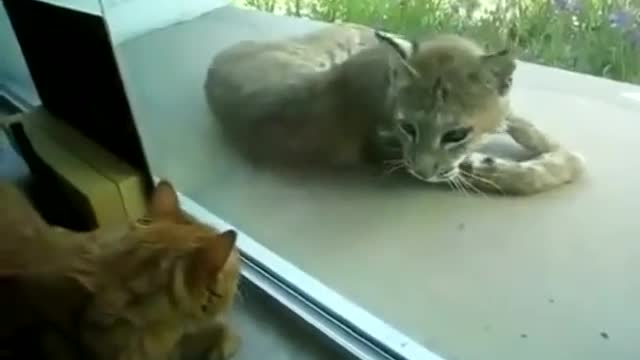 Lynx which fell asleep on a porch is woken up by its tiny counterpart