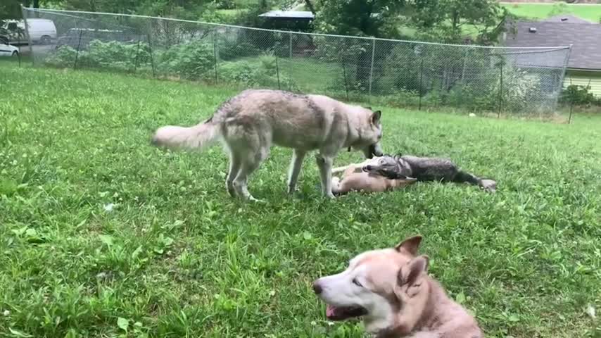 Perro Lobos