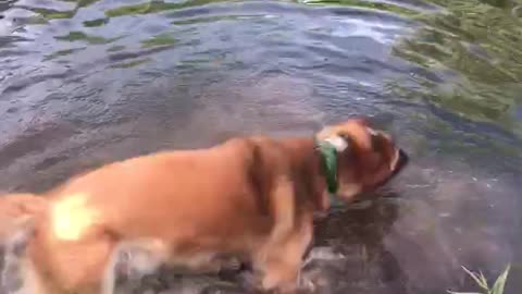 Dog walks off underwater cliff!