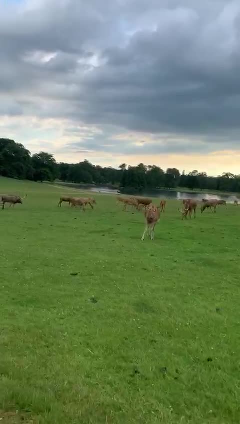 dears in there natural habit