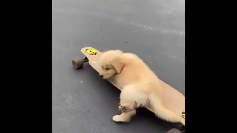 Cute Dog Riding Skateboard