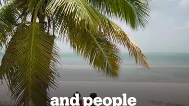 Geneticly modified mosquitoes