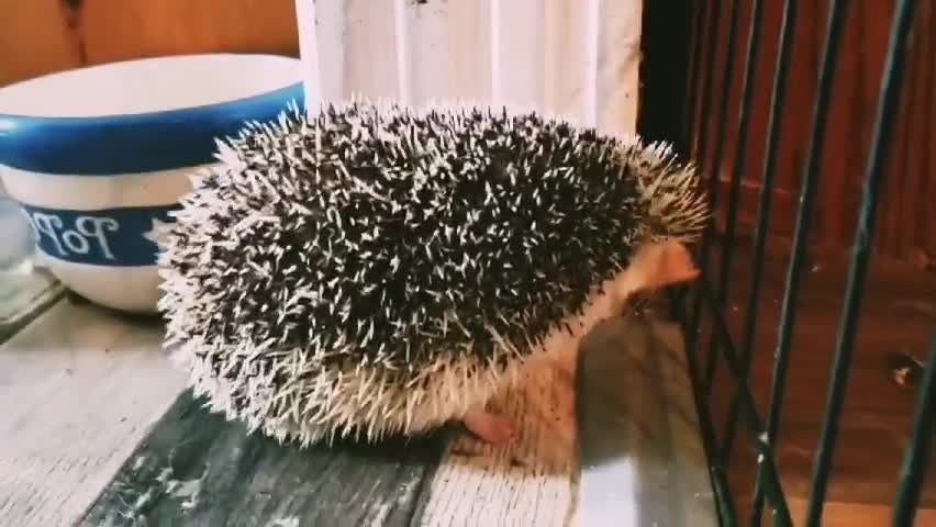 When chihuahua meets hedgehog - what happens next?