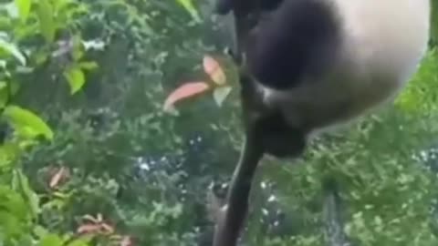 Try not to laugh