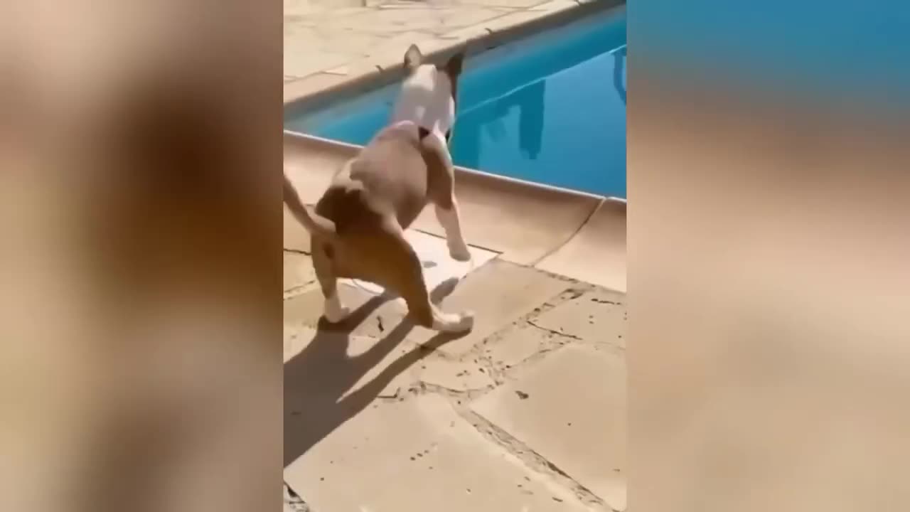 Funny animal video