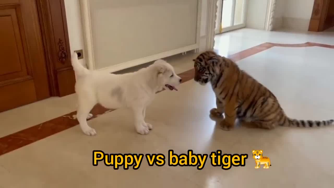 Dog vs Baby Tiger