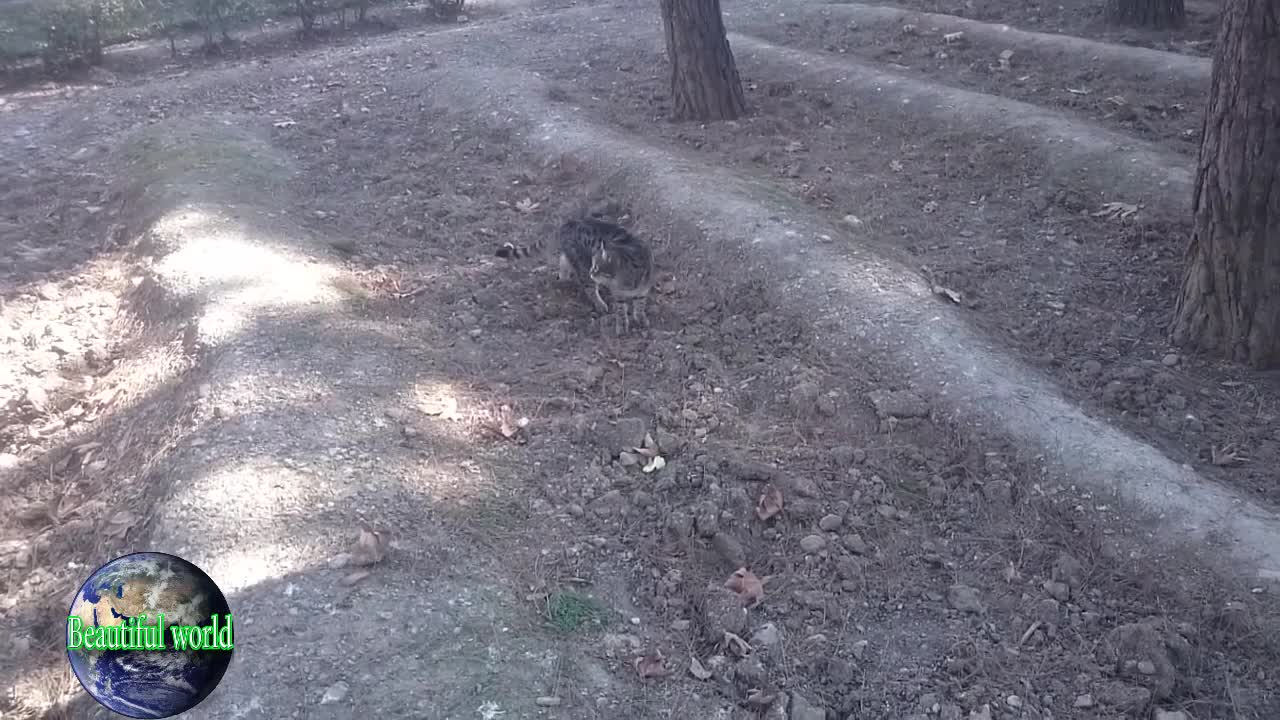 Cats and crows in the park looking for food | popular cat video | crows