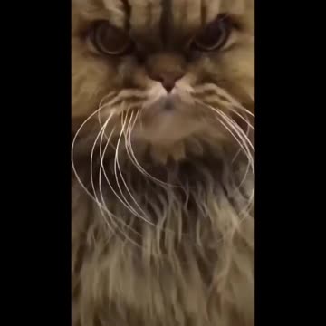 This Cat is having a Bad Hair day
