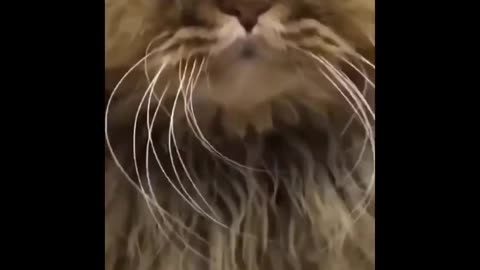 This Cat is having a Bad Hair day