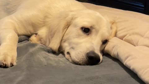 Golden Prepares Bed for Snout Landing