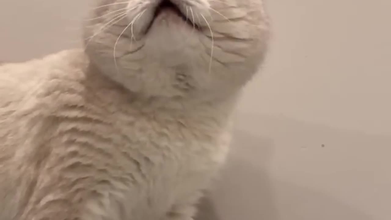 Cat sound to attract cats🙀realistic multiple meows