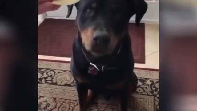Essayer De Ne Pas Rire ,funny Vidéos drôle de chien