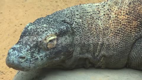 Komodo Dragon - Wildlife