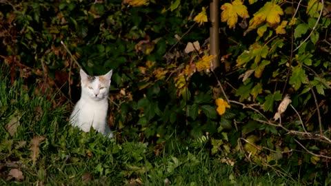 Cat Domestic Cat Cute Domestic Animal White Fall