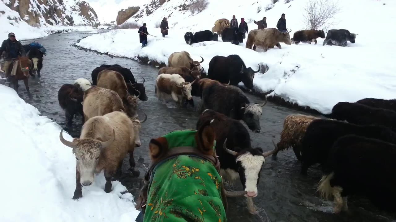 Extreme animal Yaks