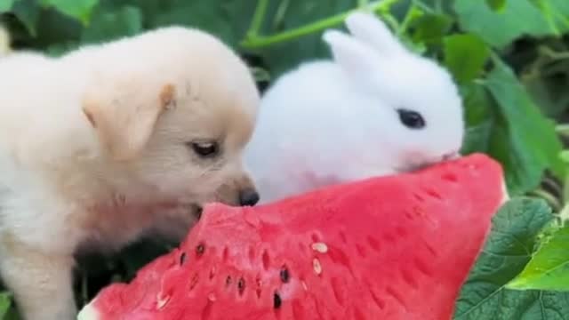 dog eating rabbit head | dog rabbit eat watermelon