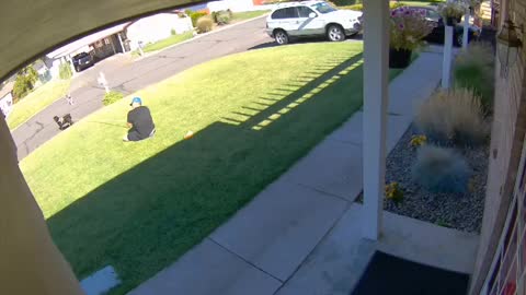 Pup Pulls Man Across Yard in Yakima