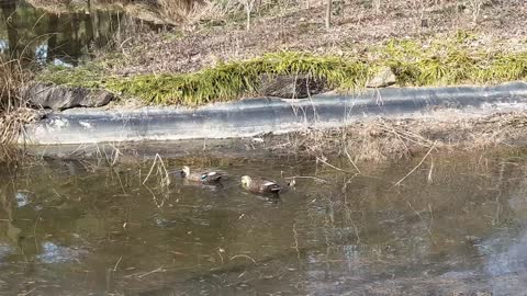 A couple of friendly ducks looking for food