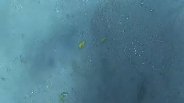 Diver cracks eggs at 45 ft deep 😲