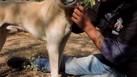 This dog had been crying for days because of the problem he had in his head ...