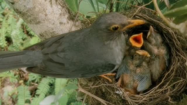 A Bird feeding on his nests