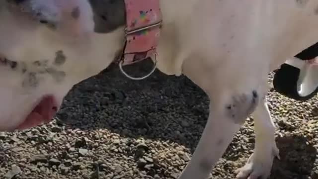 Family Stops At Nothing To Help Their Great Dane Run
