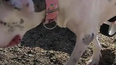 Family Stops At Nothing To Help Their Great Dane Run