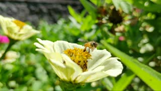 AMAZING NATURE VIDEO // HONEY BEE TAKE A POLLEN #pocox3nfc