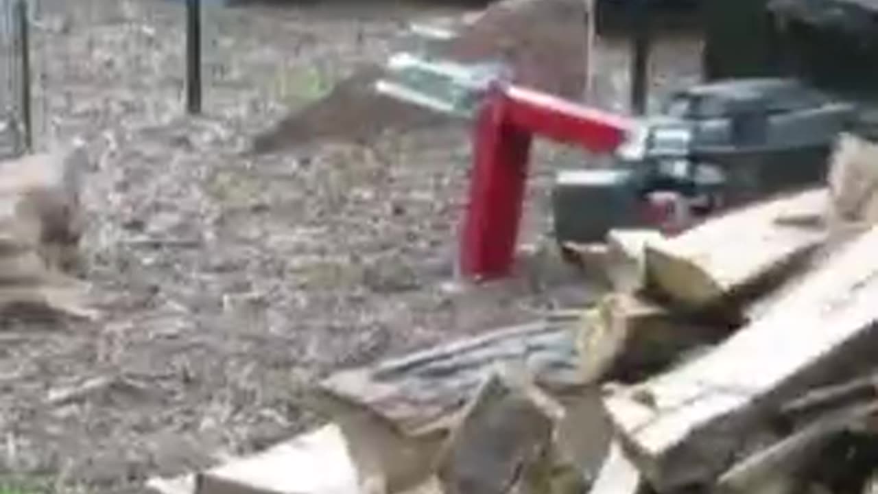 Border Collie/Australian Shepherd loves snow and logs #dog #animals #nature #528hz