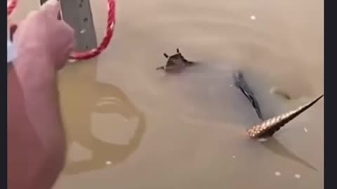 alligator turtle