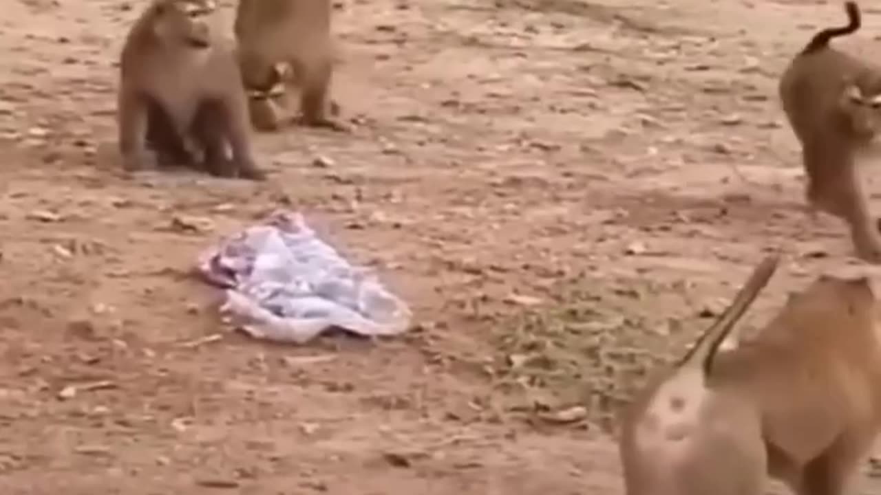 Funny behavior of a monkey