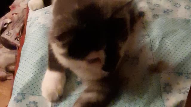 Крассивая кошечка