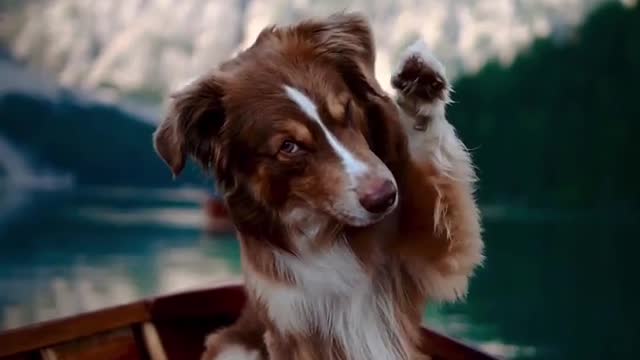Cute dog enjoying boating 🚢 #dogs